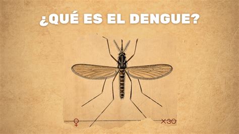 Qué Es El Dengue Enterarse