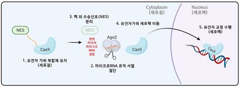 카이스트 질병 세포만 찾아 교정치료하는 유전자 가위 시스템 개발