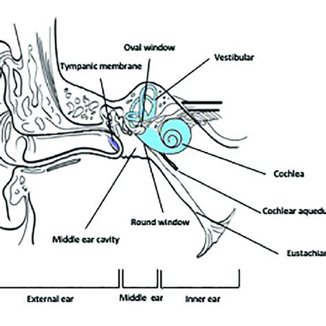 Anatomy Of The Ear Download Scientific Diagram