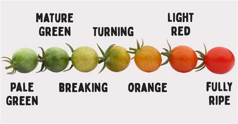 How To Ripen Tomatoes Off The Vine Patient Gardener