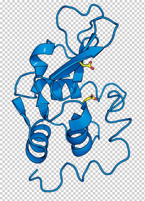 Estructura De Lisozima Enzima Ciencia Cristalograf A De Rayos X