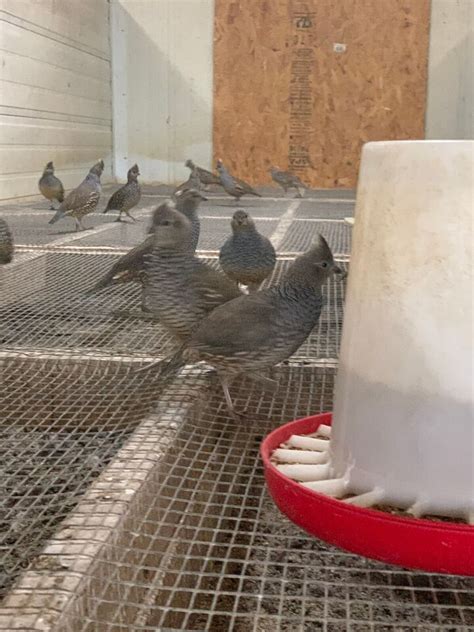 20 Blue Scale Quail Fertile Hatching Eggs Ebay