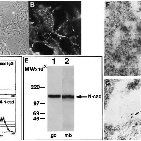 Granulosa Cell Aggregation And Apoptosis A And B Double Im