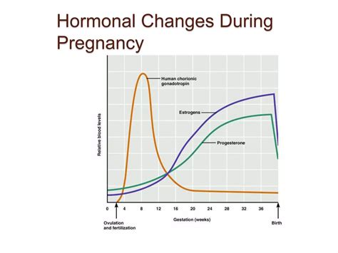 Fertilization Pregnancy And Lactationppt