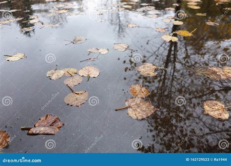 Autumn Leaves In A Rain Puddle Autumn Concept Stock Image Image Of