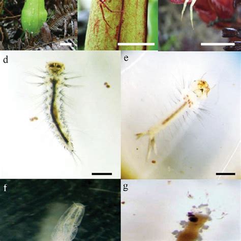 Box-plots on predation of Misumenops nepenthicola on dipteran larvae ...