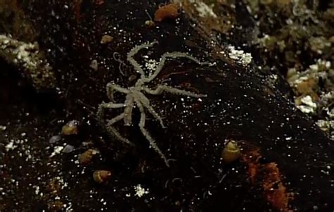 Sea Spiders At Axial