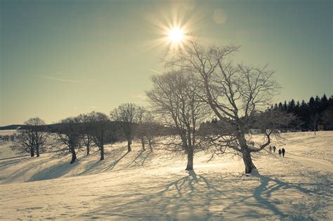 Fond d écran lumière Soleil ombre hiver neige arbre silhouette