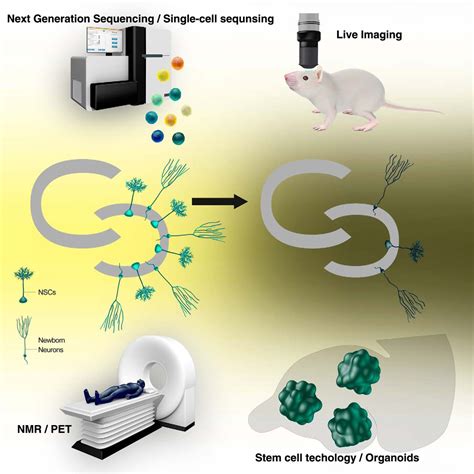 Adult Hippocampal Neurogenesis A Coming Of Age Story Journal Of