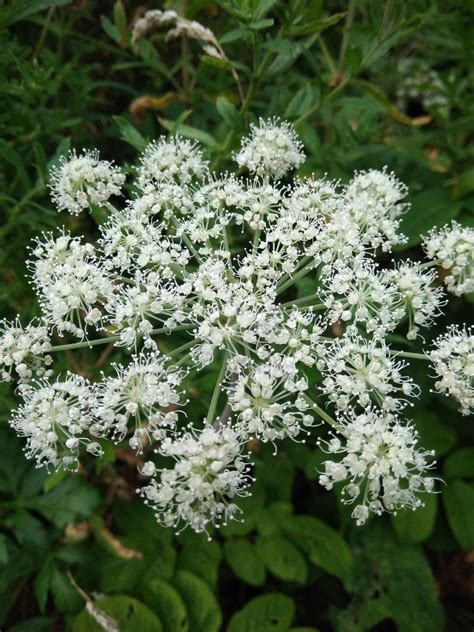 Photo Angélique des bois Angelica sylvestris Observations be