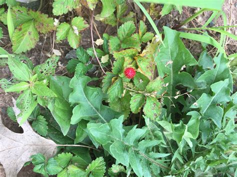 Princeton Nature Notes Princetons Fuel Tank Raingarden Wannabe