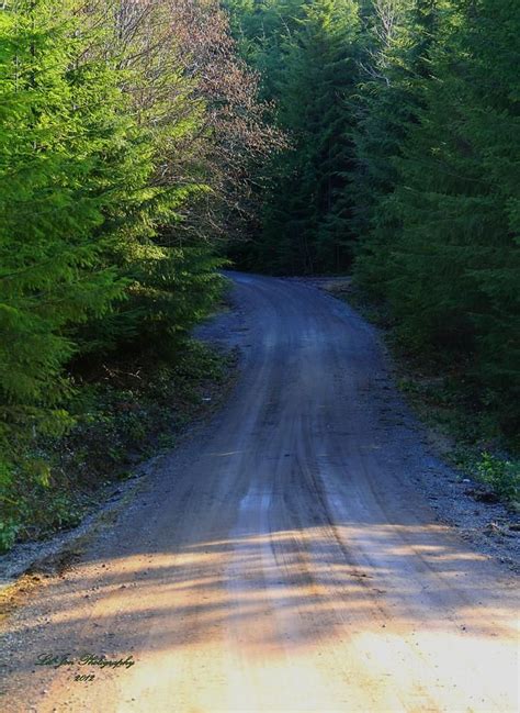 Old Logging Road Photograph Old Logging Road Fine Art Print Metal