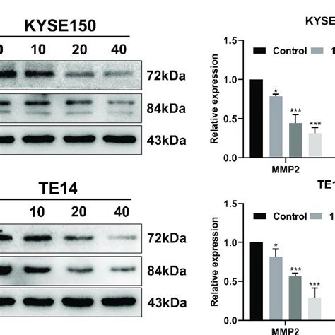 Hf Inhibits Escc Cell Migration And Invasion A Cell Migration Was