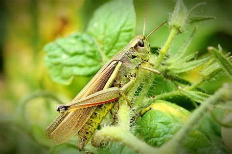 Optimal Grasshopper Habitat: Crafting an Ideal Environment