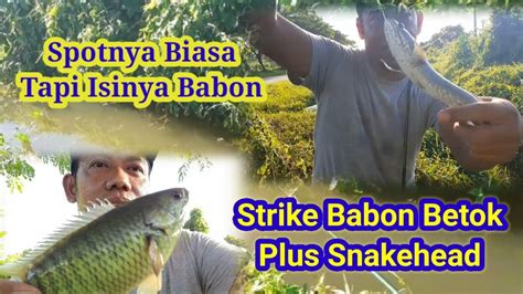 Mancing Ikan Betok Strike Babon Plus Snakehead Fish Youtube