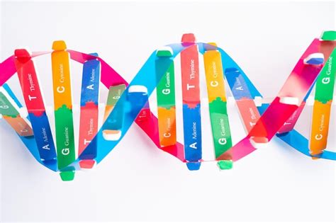 O Dna Ou Cido Desoxirribonucleico Uma Estrutura De Cadeias De Dupla