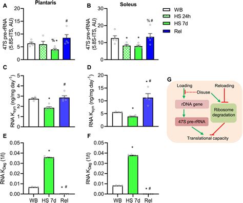 Effect Of Hindlimb Suspension And Reloading On Ribosome Biogenesis And