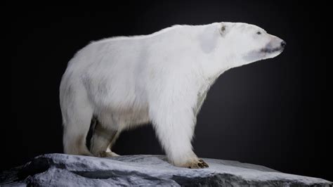 Artstation The Polar Bear Unreal Engine Game Assets