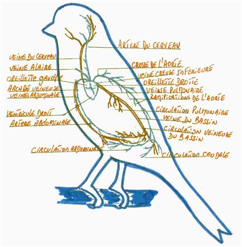 Le Chardonneret Et Ses Sous Espèces Carduelis Carduelis Carduélinés