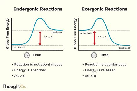 Exergonic Vs Endergonic Reactions - RYZE Superfoods