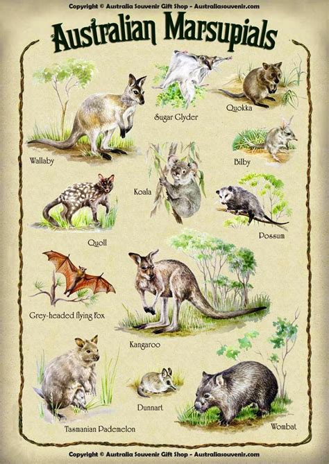 Marsupials Of The Australian Kind Australia Animals Marsupial