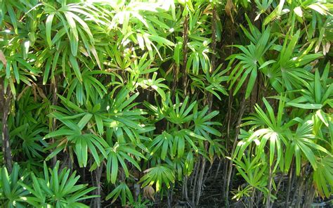 Ces Plantes Qui Absorbent L Humidit Dans La Maison Gardena