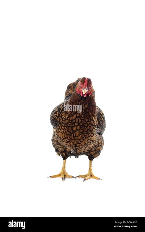 Wyandotte Bantam Chicken Golden Laced In White Background Stock Photo