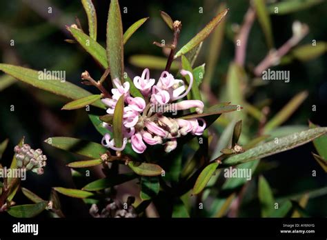 Pink Midget Grevillea Hi Res Stock Photography And Images Alamy