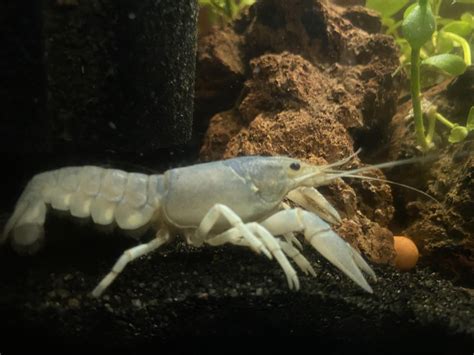 Need Help Identifying My Crayfish Rcrayfish