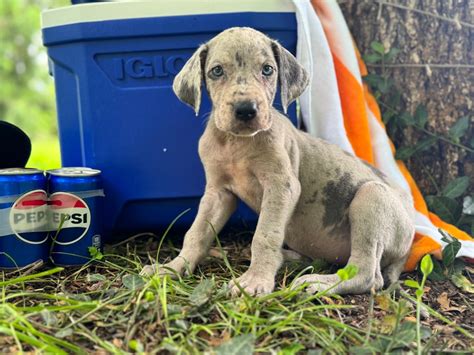 Akc Blue Merle Female Great Dane Great Dane Puppies For Sale In