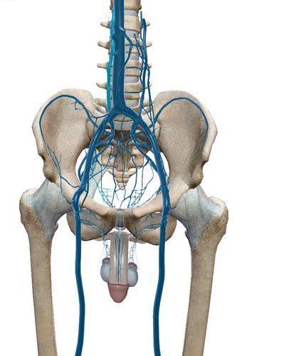 Pelvis Anatomy Images Flashcards Quizlet