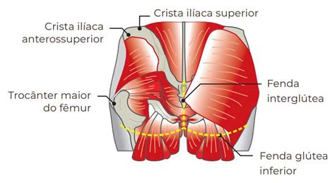 Musculos Do Gluteos Anatomia MODISEDU Dando Uma Olhada Na Roleta Dos