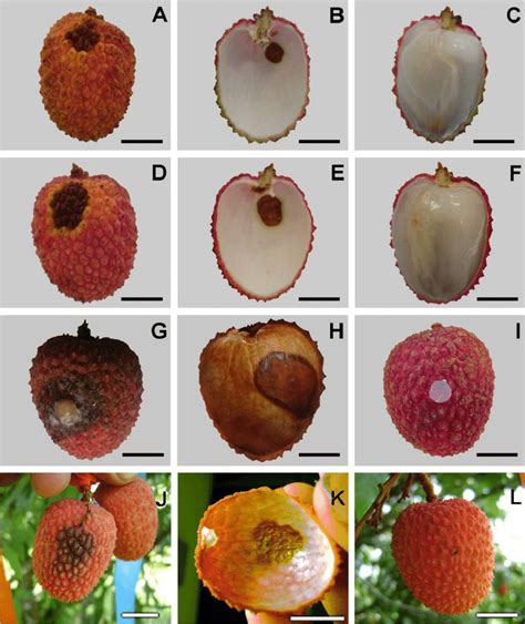 Litchi fruits (Litchi chinensis Soon) with anthracnose symptoms.... | Download Scientific Diagram