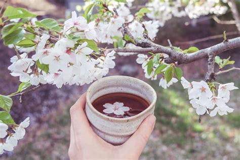 Where To Buy Best Cherry Blossom Tea Online Top 7 Recommended Teas