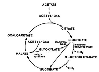 Mechanism