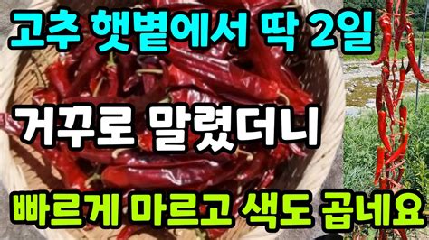 최상급 고추 건조 2배 빠르게 색깔 맛도 대박 곰팡이 없이 고추 말리는법 태양초 자연건조 고추 건조기 사용방법 고추후숙맛좋은