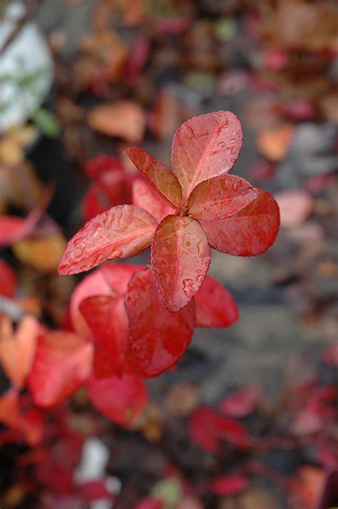 Purpleleaf Wintercreeper (Euonymus fortunei 'Coloratus') in Denver ...