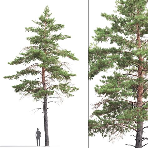 Pine Sylvestris 06 Model - TurboSquid 1695289