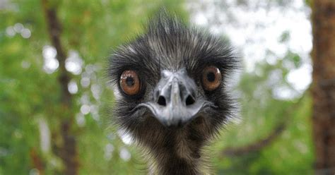 Awesome Animals Blog Hehe Funny Baby Emu