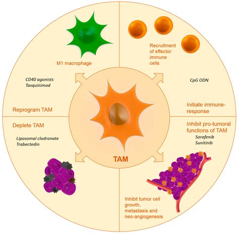 Ijms Free Full Text Nanomedicine Strategies To Target Tumor Associated Macrophages