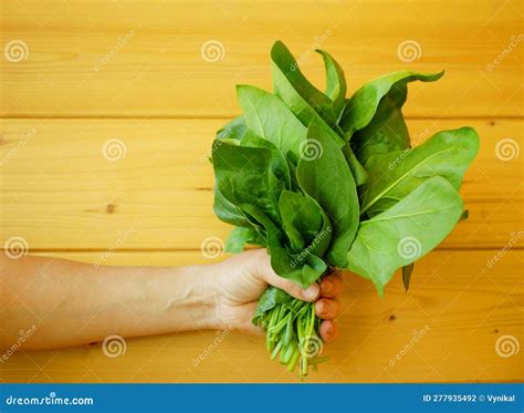 Spinach Harvest Field Closeup Hand Fresh Vegetable Cook Spinacia