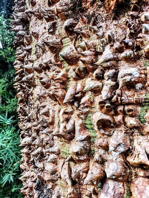 Ceiba Speciosa Paineira Rosa Biologia Da Paisagem