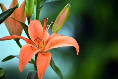 Lily 6 Free Stock Photo - Public Domain Pictures 