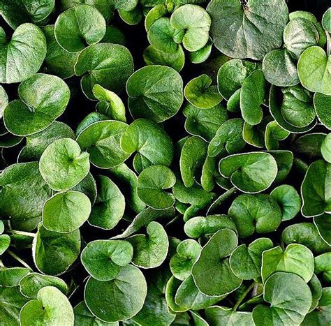 Dichondra repens - Dichondra – Smart Seeds Emporium