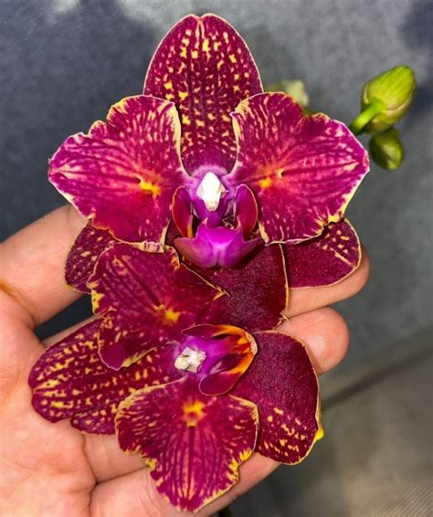 Phal. I-Hsin Cherry Bomb '228' (peloric - 2 eyes) 2.5''