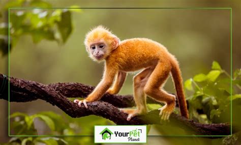 Discovering Monkey Characteristics and Behavior - Your Pet Planet