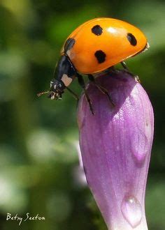 Insekten Ideen Insekten Tiere K Fer Insekt