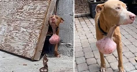 Cagnolino Con Un Enorme Tumore Al Collo Si Nascondeva In Un Cantiere