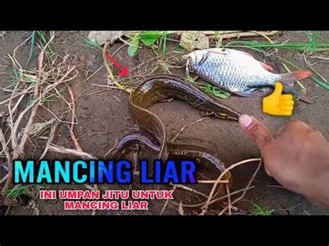 Gak Nyangka Umpan Mancing Liar Paling Jitu Dapat Ikan Babon