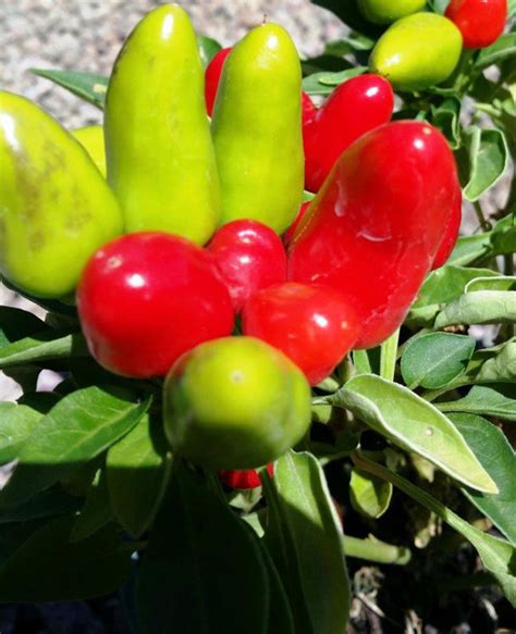 Capsicum annuum | Wholesale Nursery - Nurseries in Melbourne, Sydney & Brisbane | Plantmark